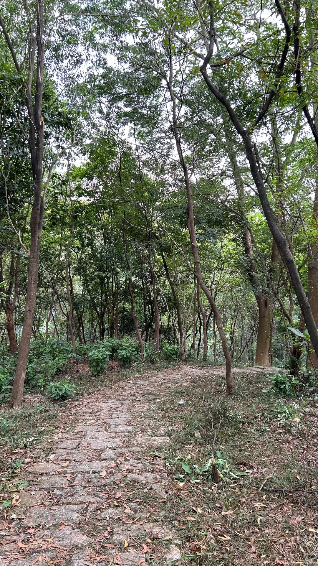 Dafu Mountain Hike: My Crusade to Talk EVERYONE Out of It. 2