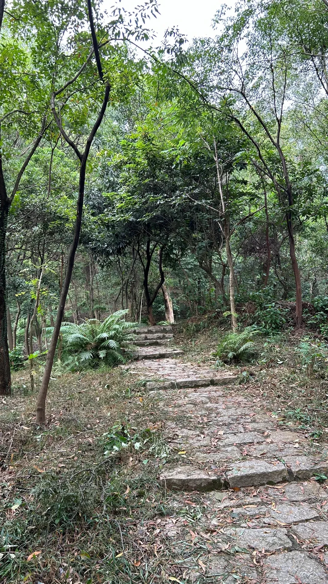 Dafu Mountain Hike: My Crusade to Talk EVERYONE Out of It. 3