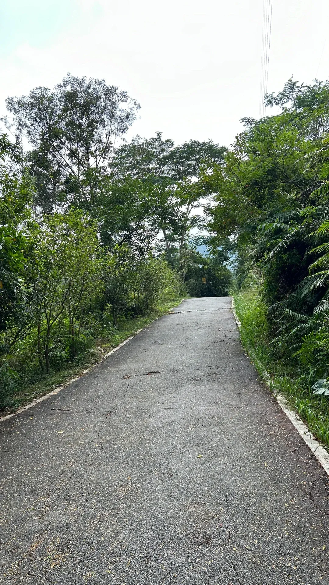 Dafu Mountain Hike: My Crusade to Talk EVERYONE Out of It. 7